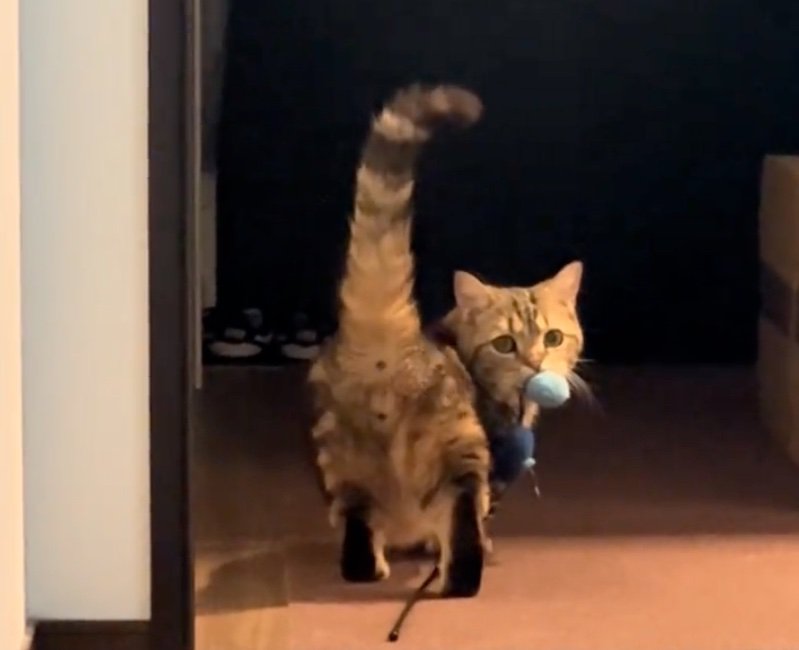 一度フリーズする猫