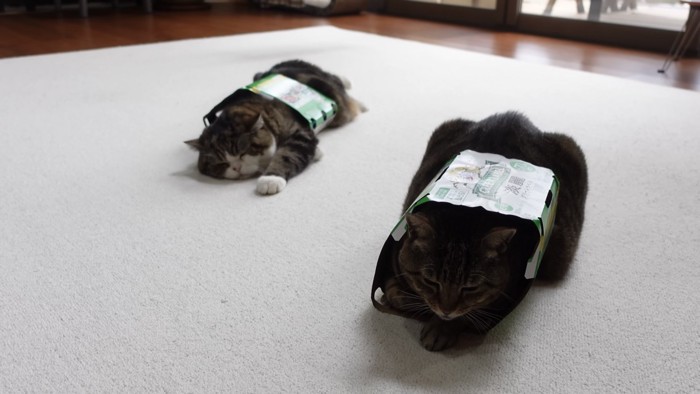 2匹の猫が並んでいる写真