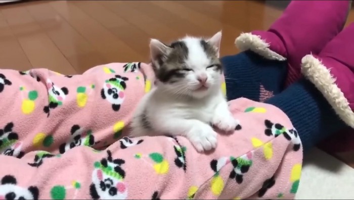 飼い主の足に前足をかけて目を閉じる子猫