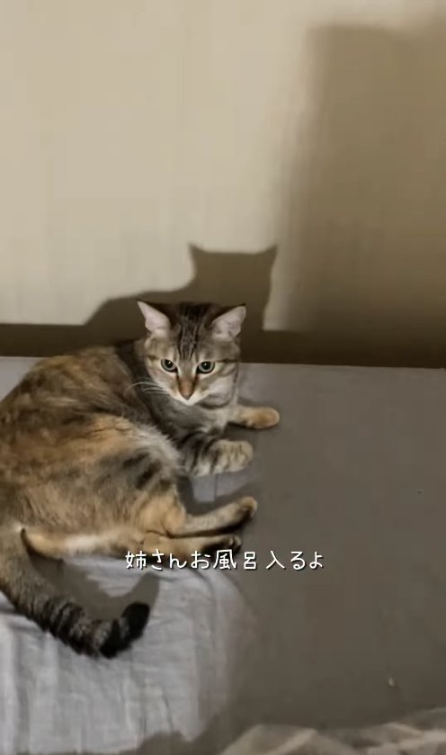 ベッドの上にいる麦わら猫