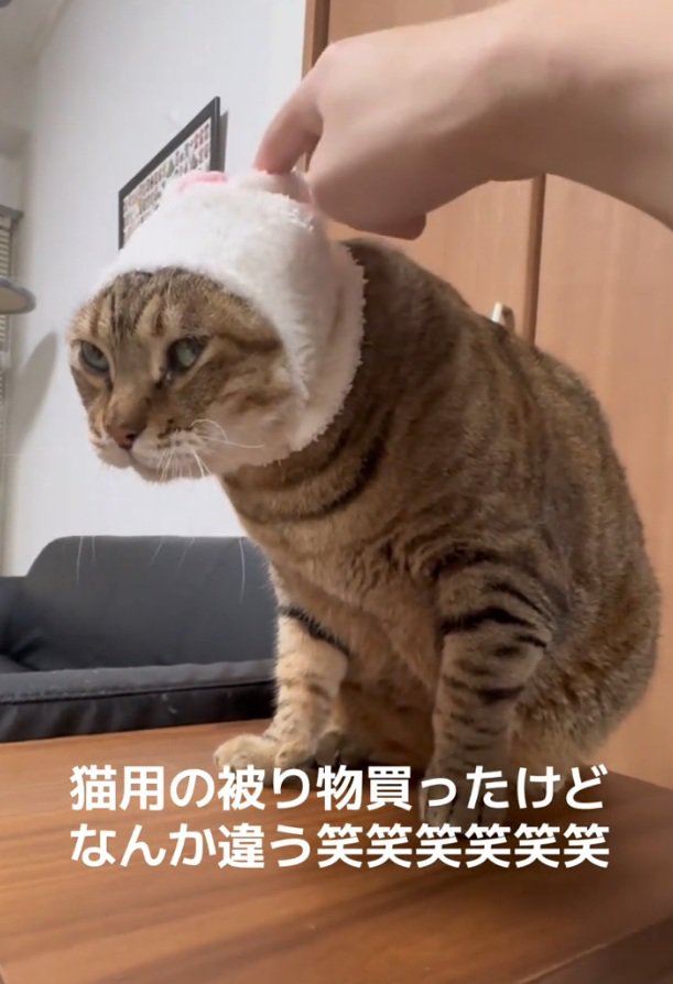 嫌そうな表情をするししゃもくん