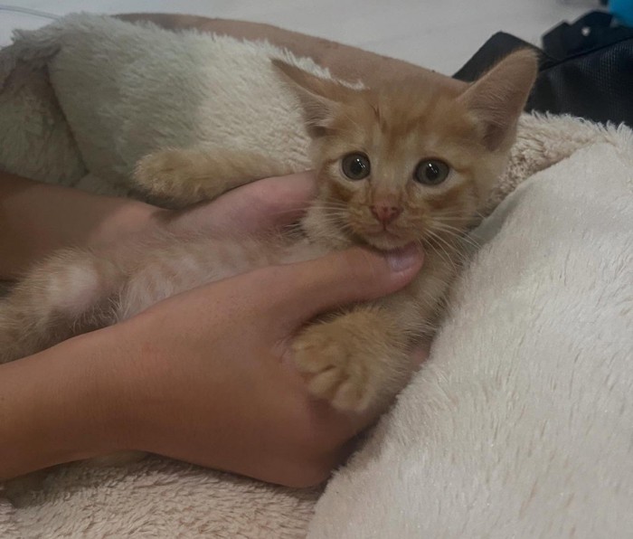 カメラ目線の子猫