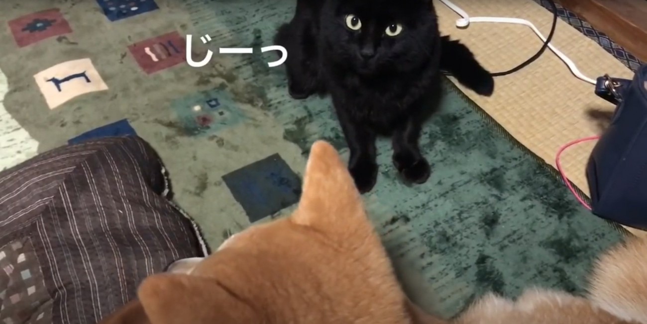 遠くから見つめる天くん