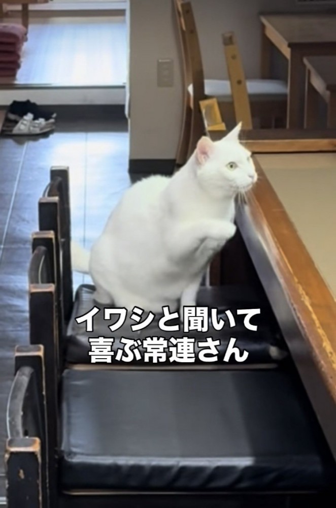 開店前の居酒屋の椅子に座る白猫