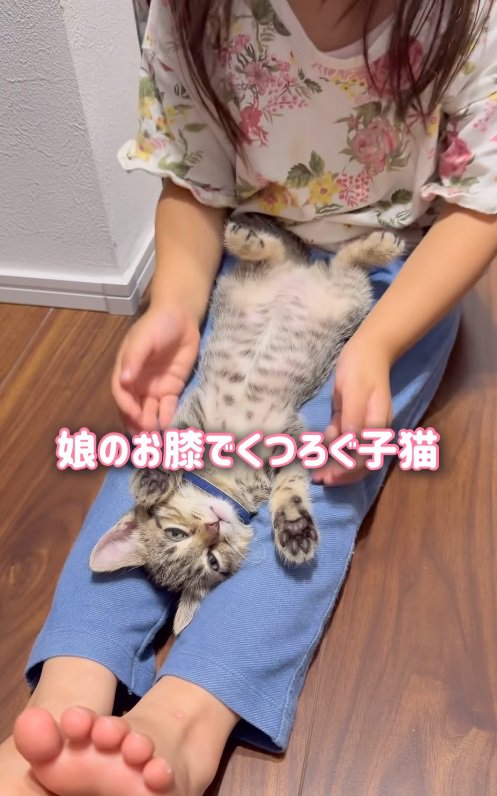 少女の膝の上の子猫