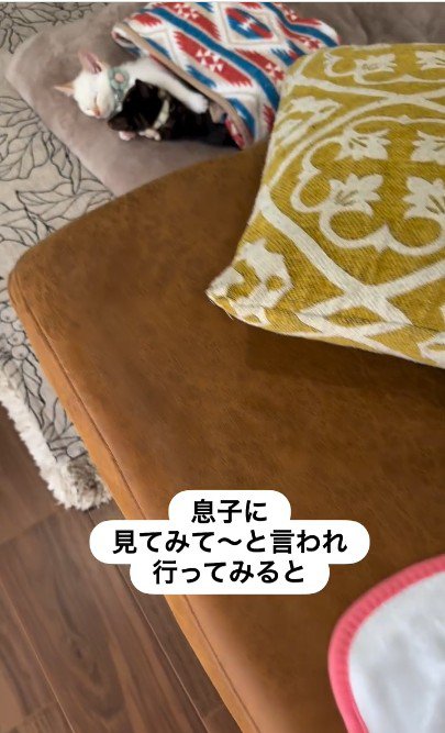 寝ている2匹の猫