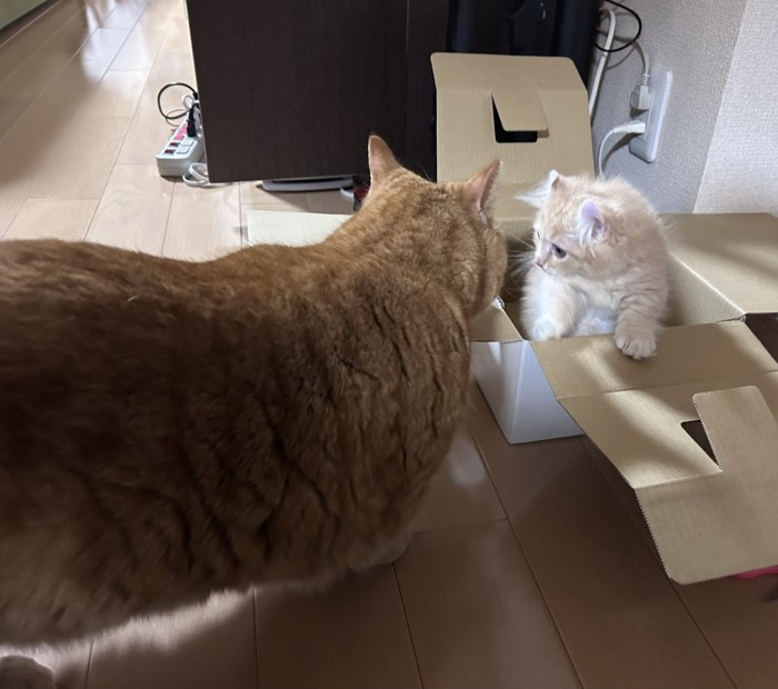 子猫と成猫