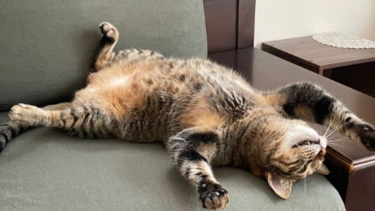 ヘソ天している猫