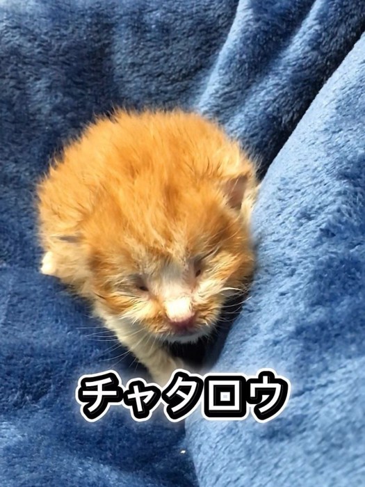 目が開いていない子猫