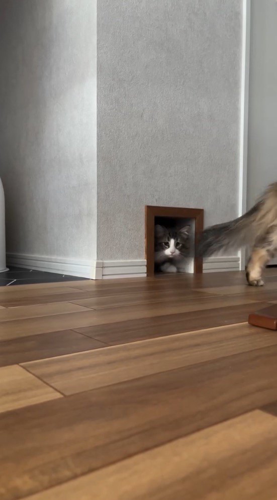 通路から出て行くキジトラ柄の猫と、キジ白柄の猫