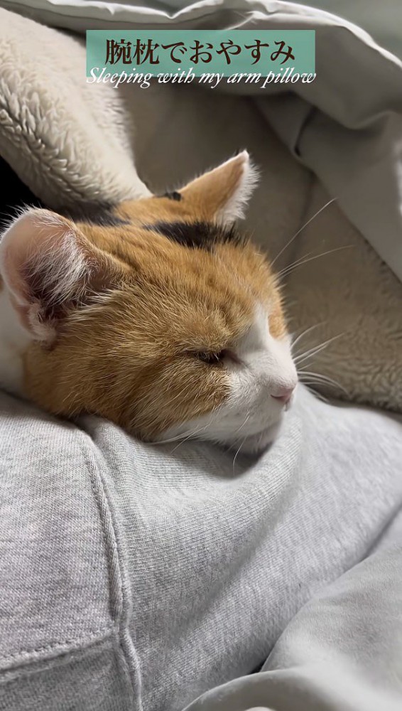 ふみふみ後寝るミケちゃん