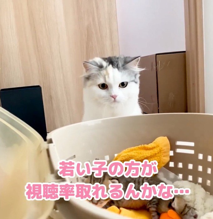 子猫たちを近くから観察する三毛猫