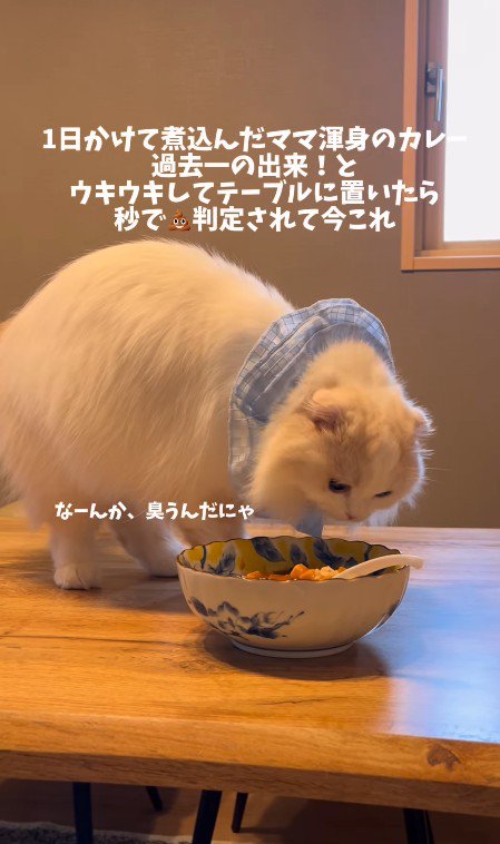 カレーの匂いを嗅ぐ猫