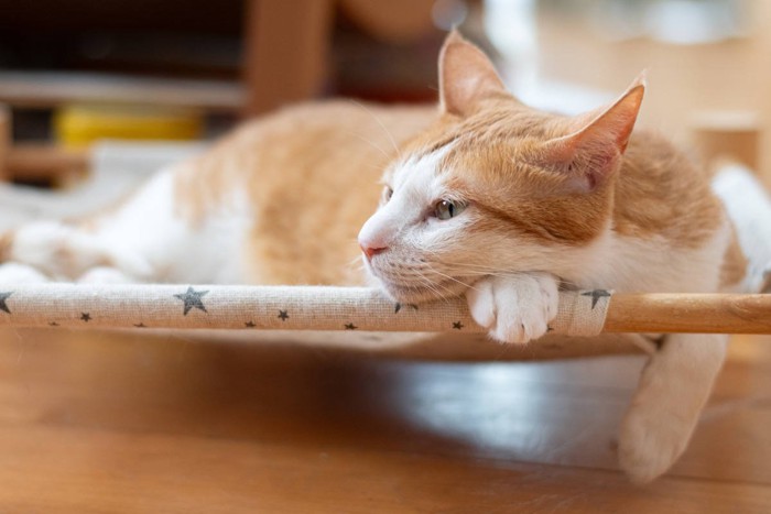 くつろぎ中の茶白猫