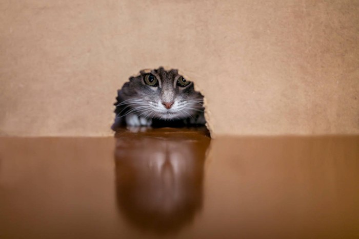 穴からのぞく猫