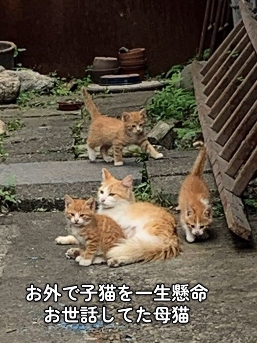母猫と3匹の子猫