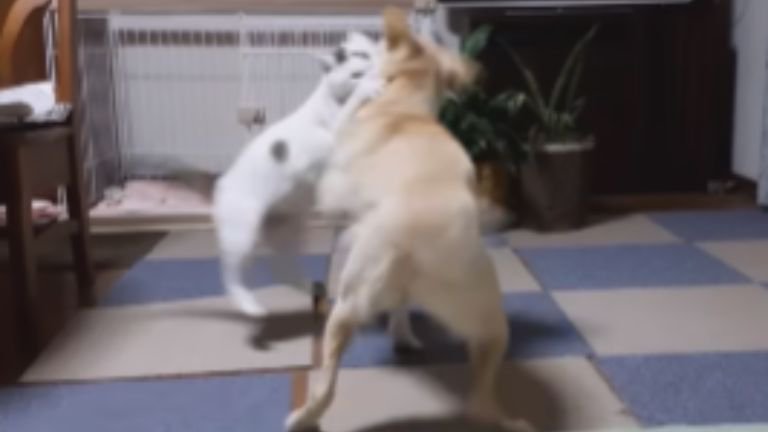 じゃれあう猫と犬