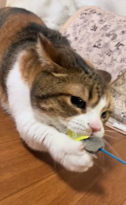 ねこじゃらしを手と口で引っ張るマンチカン