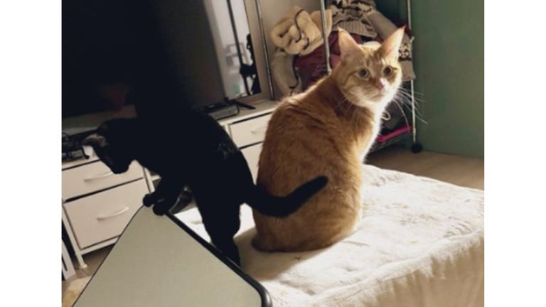 こたつに乗っている猫たち