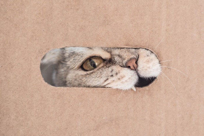 硬いものを噛む猫