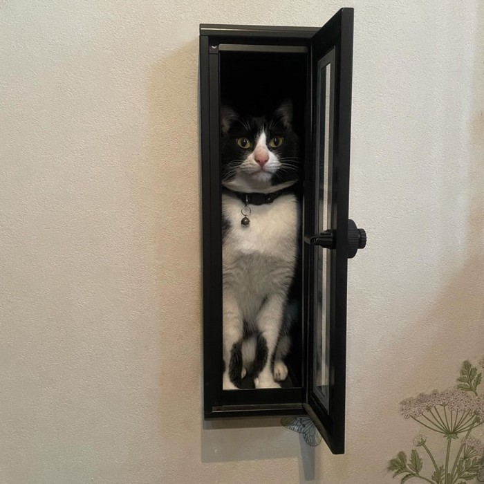 郵便ポストの中にいる猫