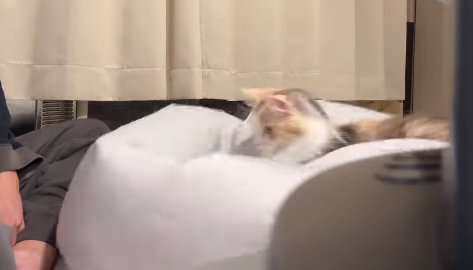 シーツに乗る猫