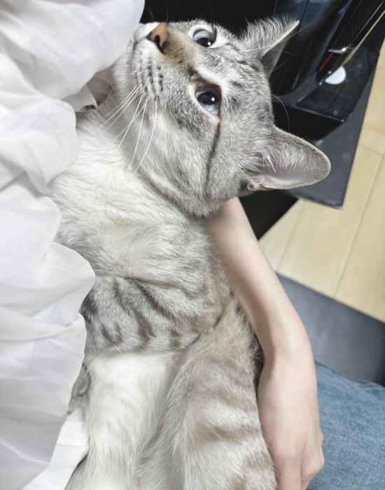 抱っこされる猫