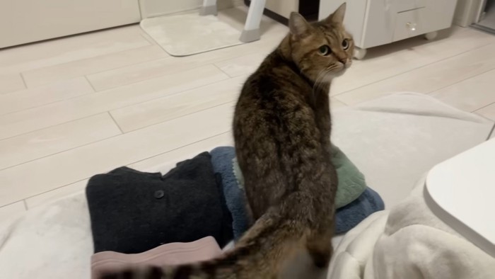 洗濯物の上を通っていくみにらくん