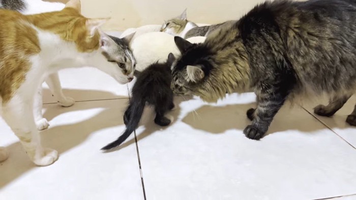歩くネネちゃんに集合