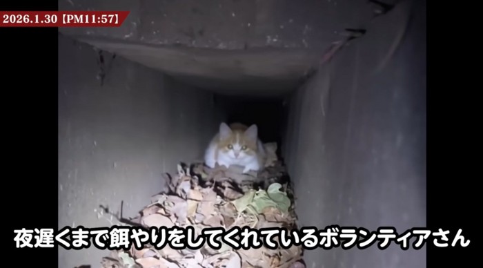 側溝の中にいる子猫