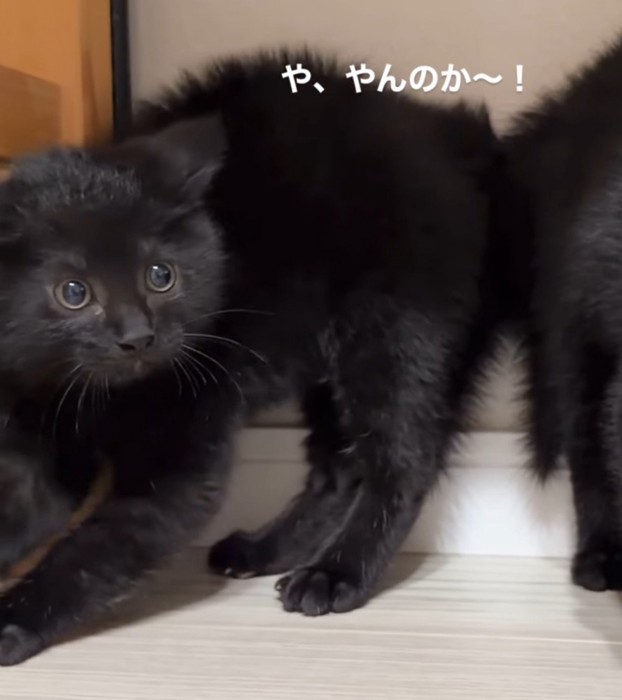 背中を丸めて毛を逆立てる左側の黒い子猫