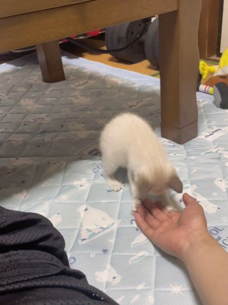 人の手にじゃれる子猫