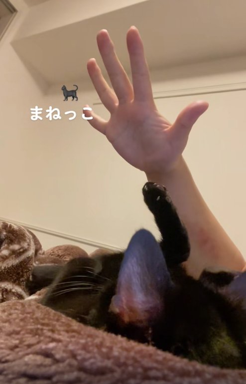 前足を下ろしてひっくり返っている黒猫と飼い主のパーにした手