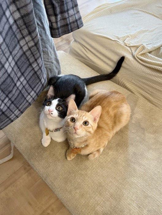 隣に並んで飼い主を見上げる2頭の猫