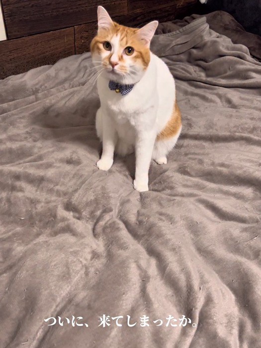 ベッドの上に座る猫