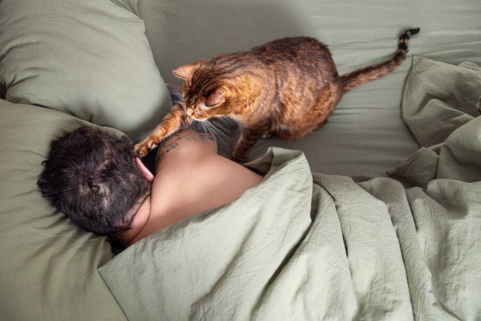 飼い主を起こそうとする猫