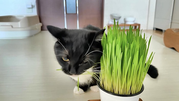 猫草を横に倒して食べるミヌエット