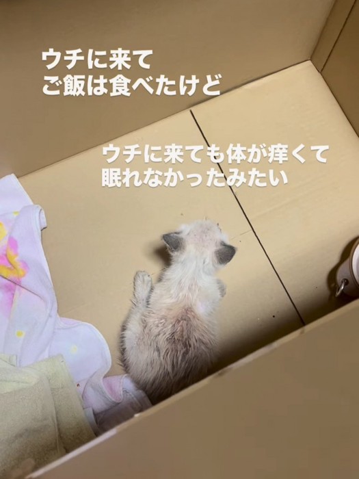 箱の中にいる子猫の背中