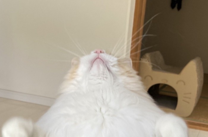 上向きの猫の口元のアップ