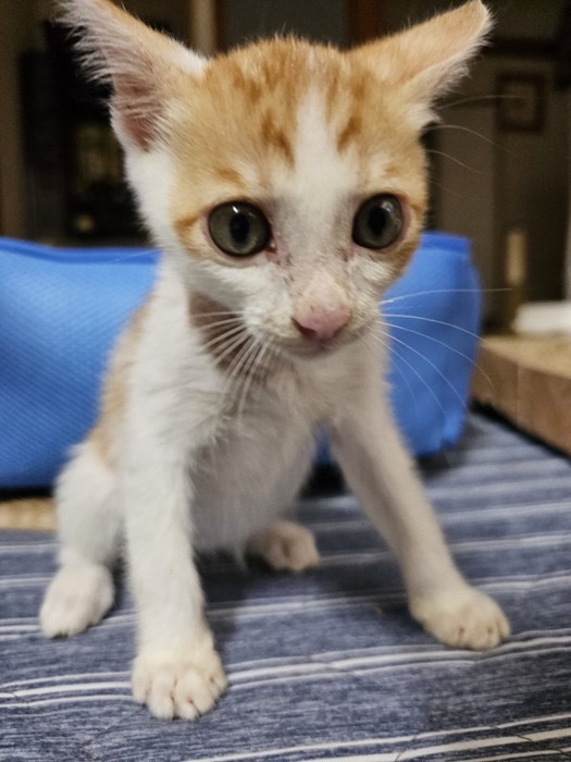 お座りする子猫