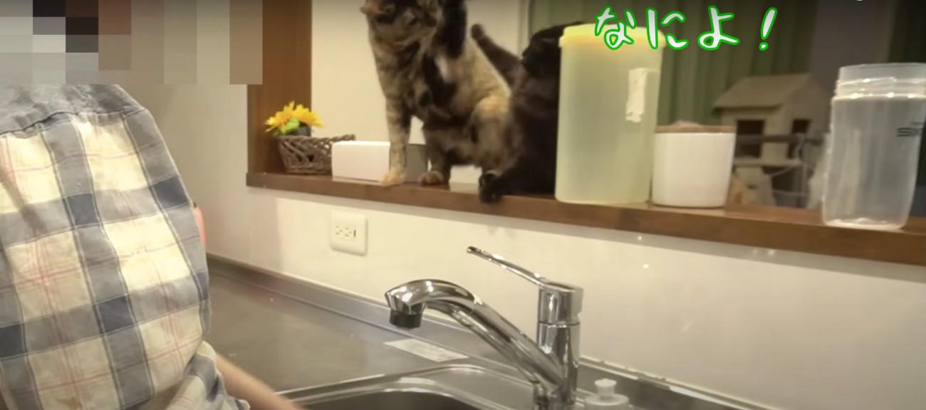 ケンカをする2匹の猫%％殴り合いが勃発