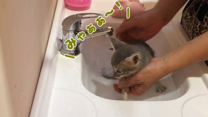 体を濡らされる子猫