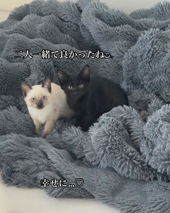 毛布に乗る2匹の子猫