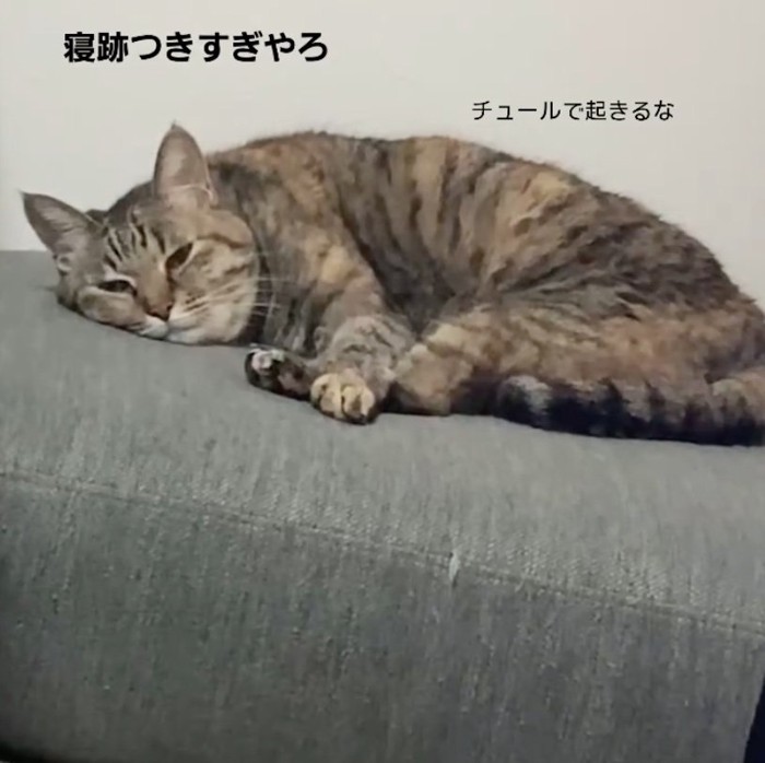 ソファに横になるこちょろちゃん