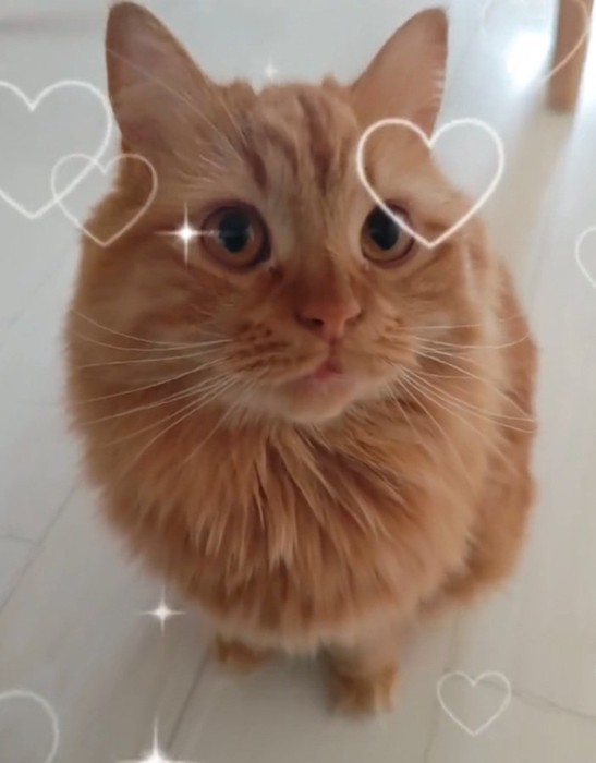 飼い主さんを見る猫