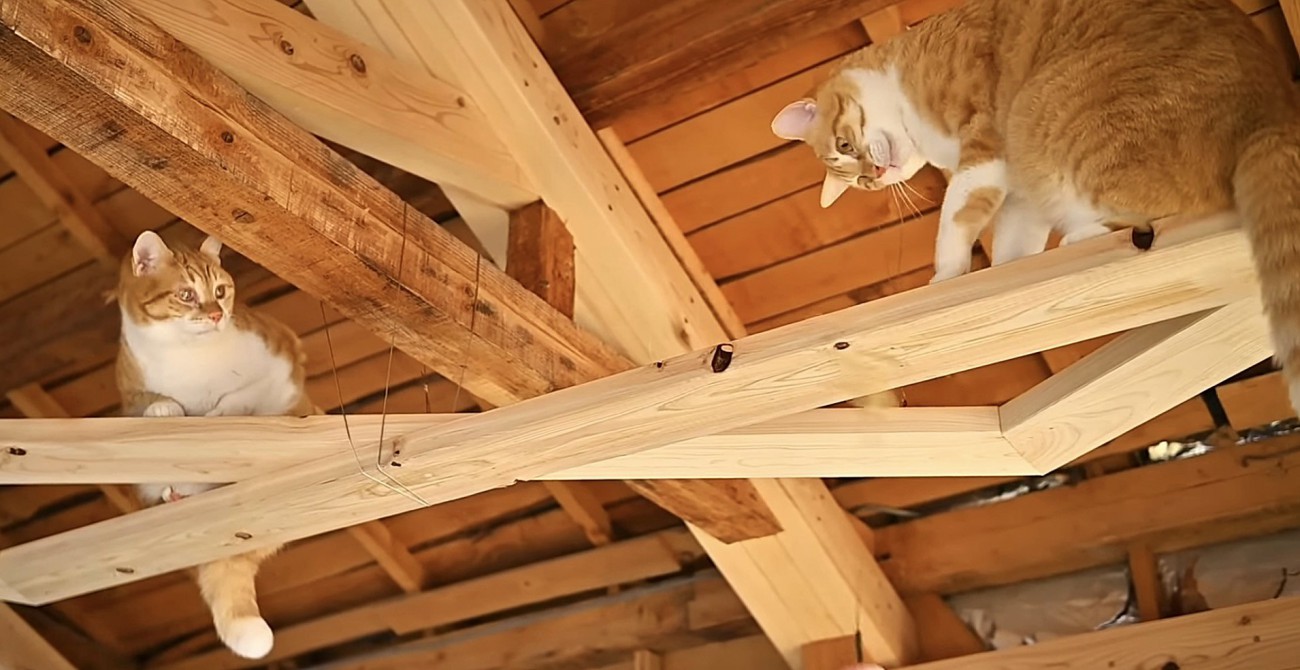 座る茶トラ白と下を見下ろす茶トラ白