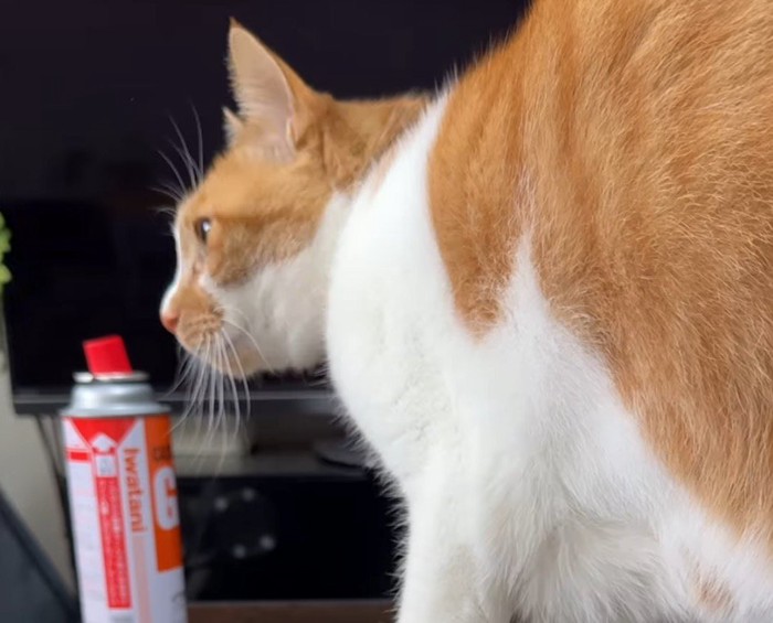 テーブルの上に乗る猫