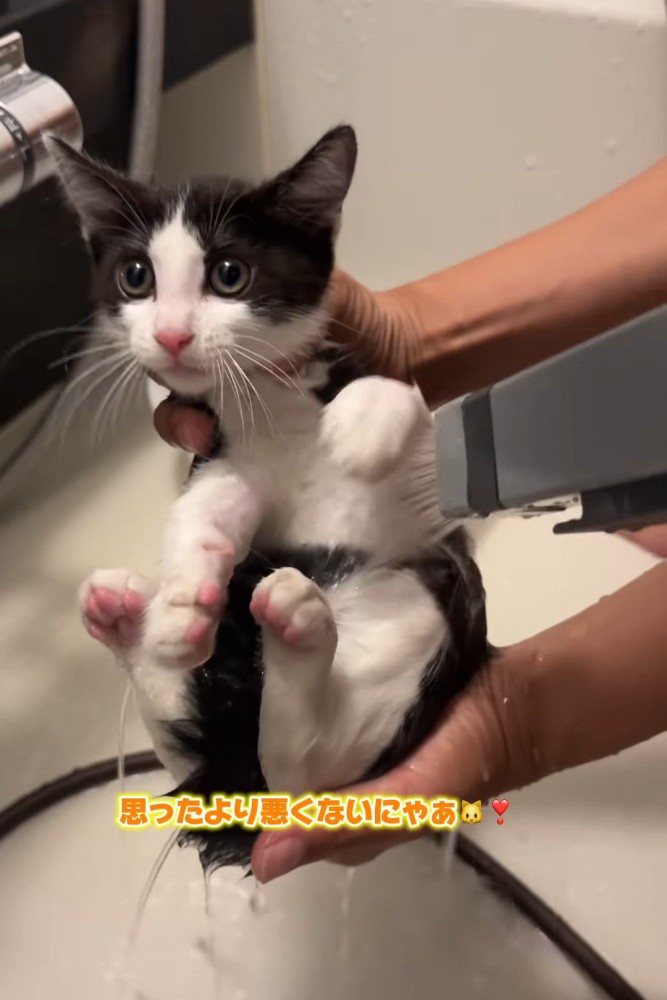 お腹を濡らされる子猫