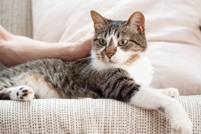ソファーで撫でられている猫