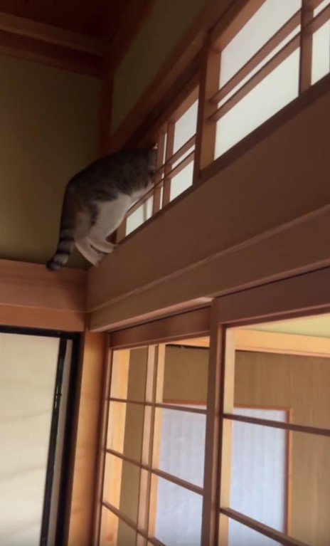 障子に突っ込んだ猫
